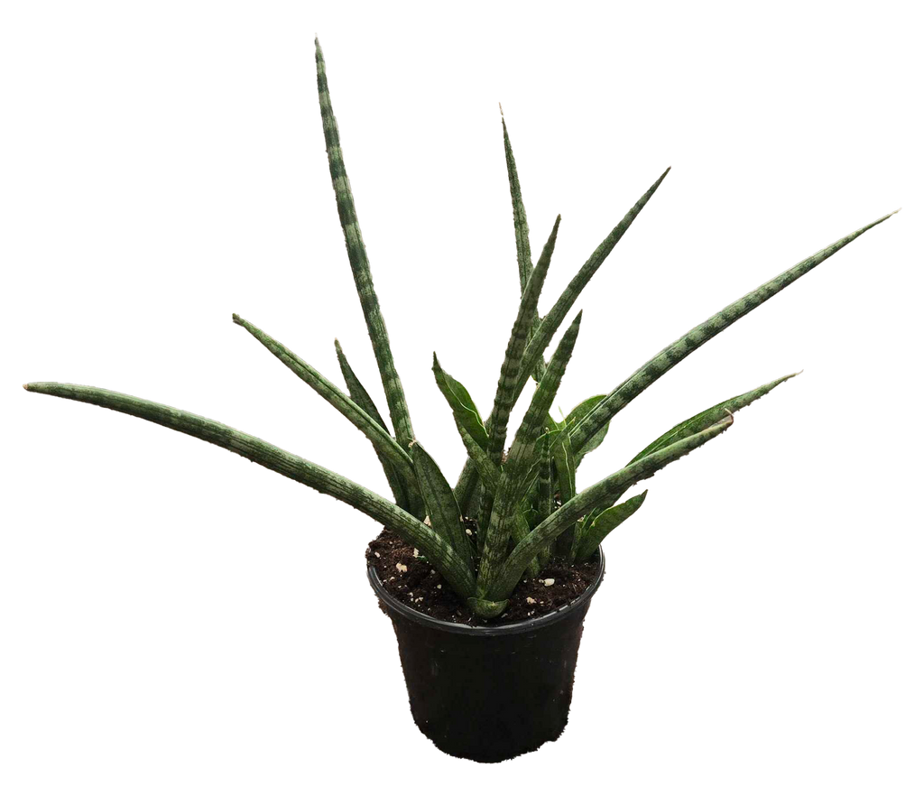 Sansevieria Torch Mikado