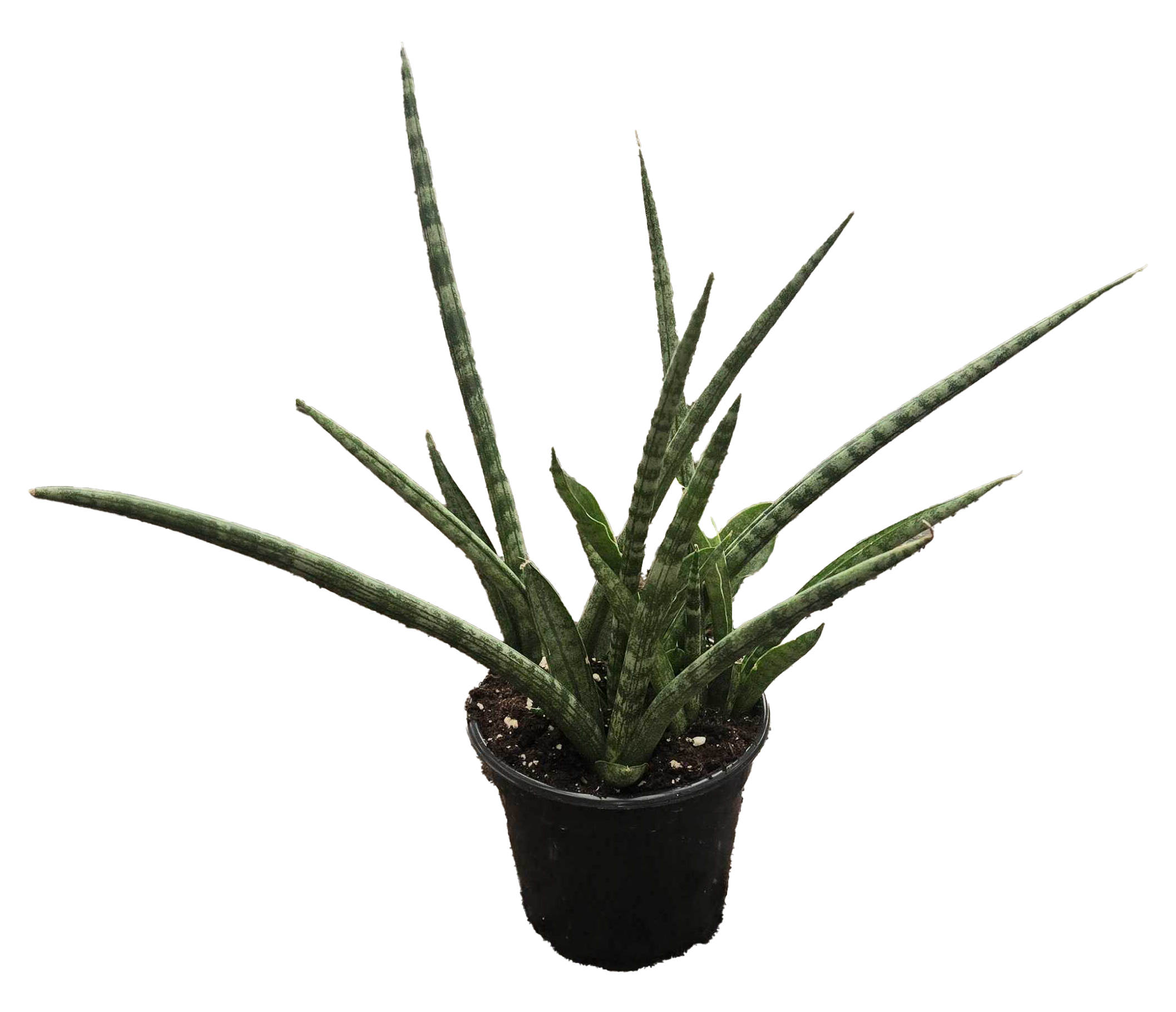 Sansevieria Torch Mikado