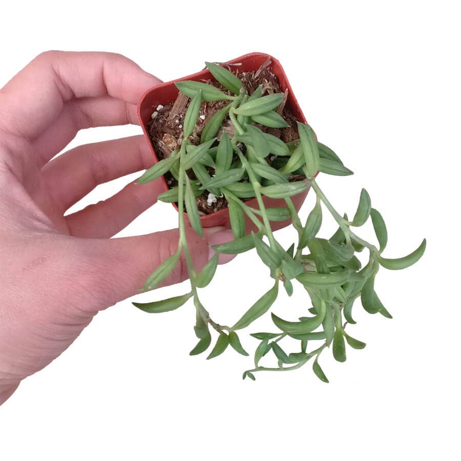 String of Bananas