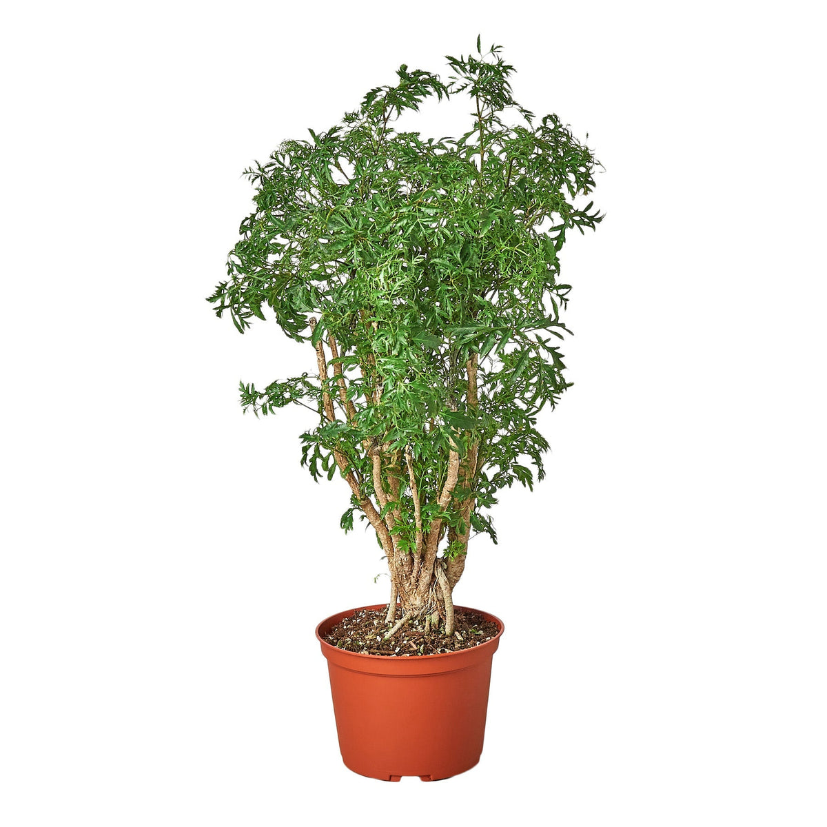 Aralia Ming Stump plant with feathery, deeply lobed green foliage on multiple gnarled trunks, potted in a terracotta nursery pot against a white background