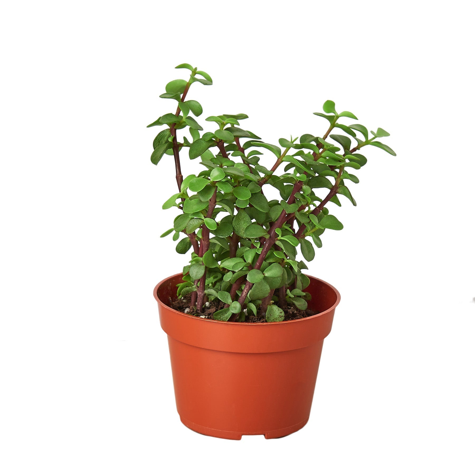 Succulent Elephant Bush Portulacaria afra with dense branching reddish-brown stems and small rounded bright green leaves, in a terracotta nursery pot on a white background