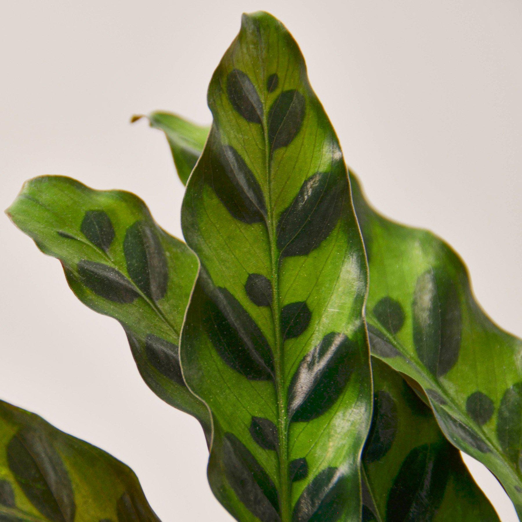 Close-up of Calathea Lancifolia Rattlesnake showing wavy dark green leaves with bold dark oval spots and light green stripe on a white background