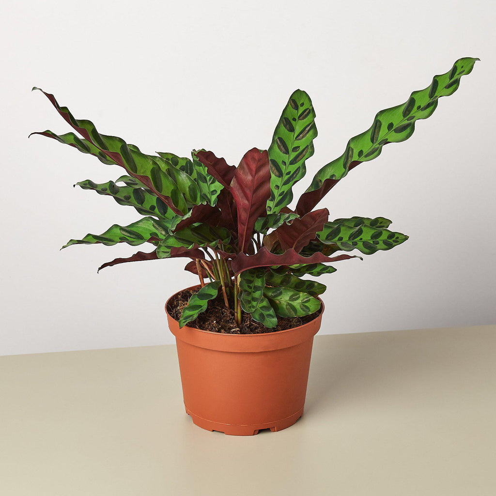 Horticulturist in denim apron holding a small Maranta Red Prayer plant in a terracotta nursery pot