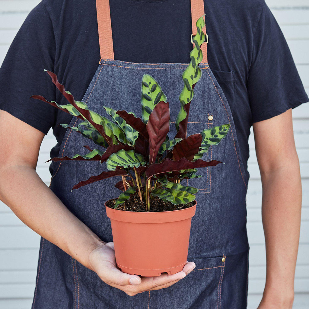 Horticulturist in denim apron holding a large Maranta Red Prayer plant in a terracotta pot showing full spreading foliage

