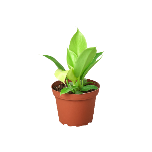 Philodendron Moonlight with bright chartreuse-yellow new growth leaves emerging upright from a terracotta nursery pot on a white background