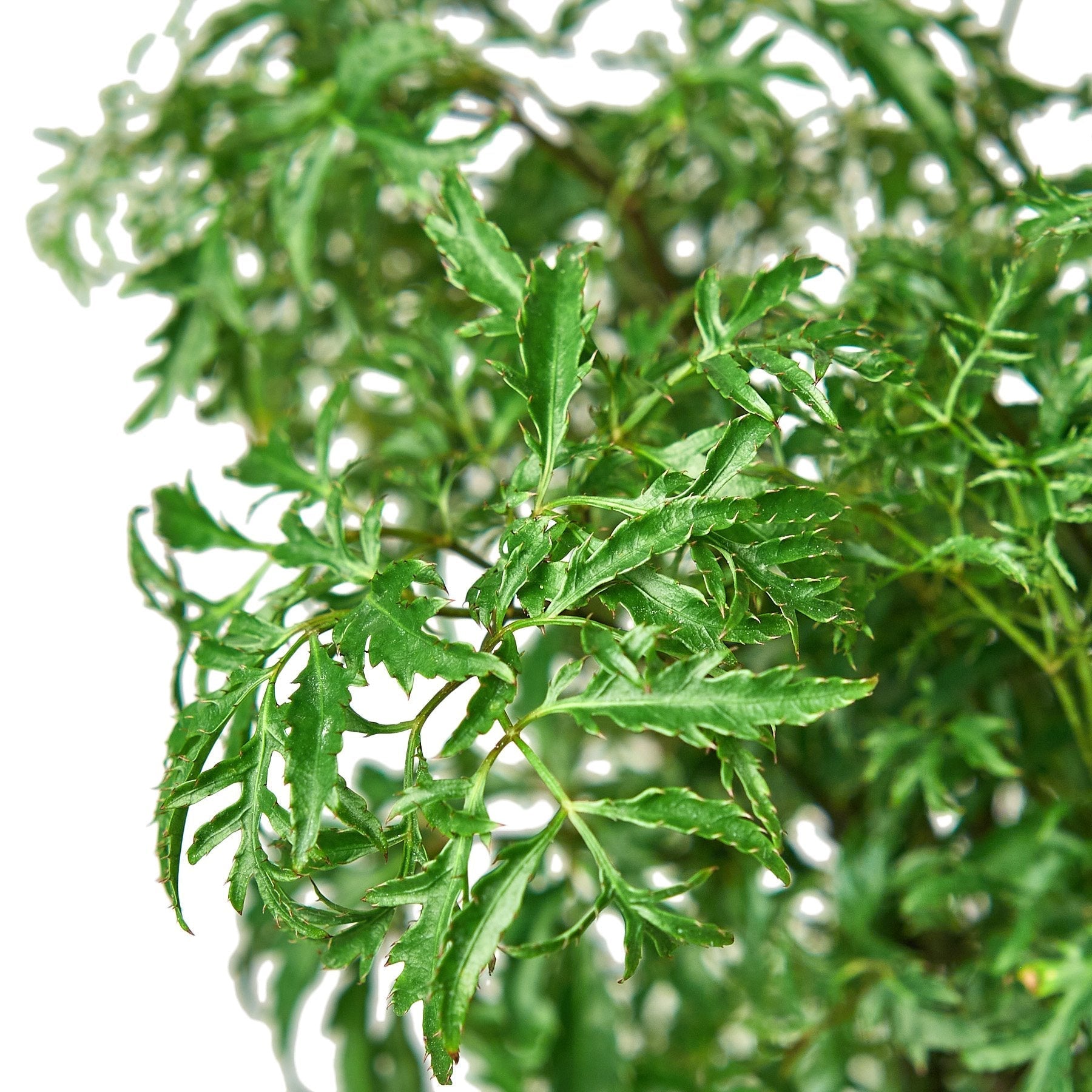 Aralia Ming Stump plant side view showing multi-trunk structure with lush feathery green leaves