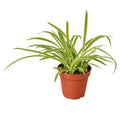 Reverse Spider Plant Chlorophytum comosum with arching narrow green leaves edged in creamy white, growing in a terracotta nursery pot on a white background
