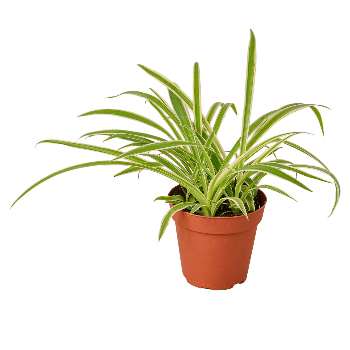 Reverse Spider Plant Chlorophytum comosum with arching narrow green leaves edged in creamy white, growing in a terracotta nursery pot on a white background