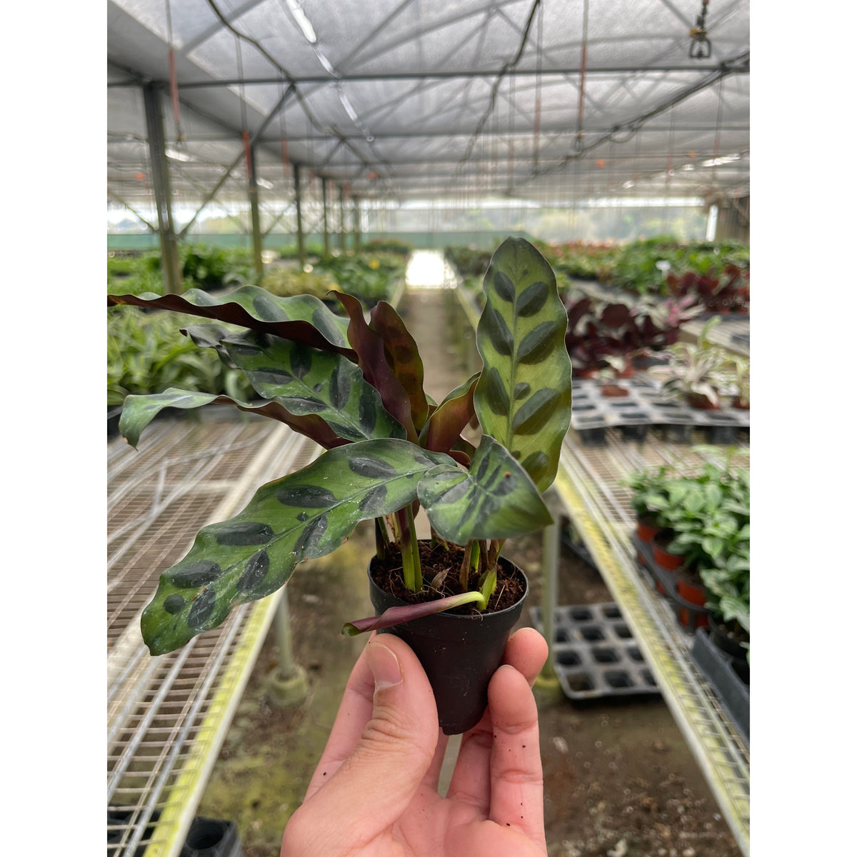 Hand holding a small Maranta Red Prayer plant in a black square nursery pot showing young leaves with red veining and purple undersides