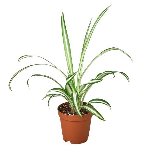 Reverse Spider Plant Chlorophytum comosum showing cascading offsets and variegated foliage