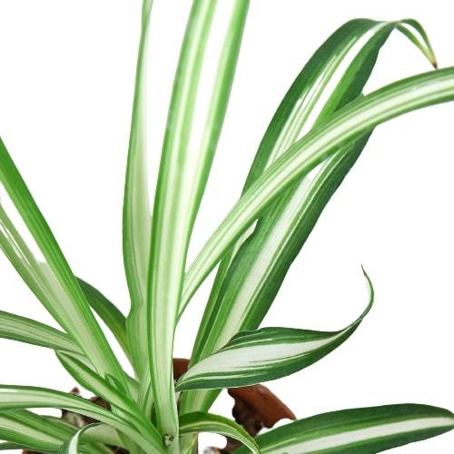 Reverse Spider Plant in small nursery pot showing compact form with cream and green striped leaves