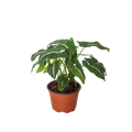 Syngonium wendlandii Black Velvet in a terracotta nursery pot on white background showing spreading dark green arrowhead leaves with white vein stripe