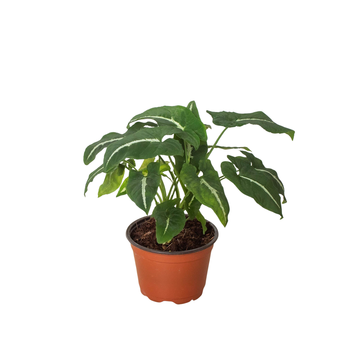 Syngonium wendlandii Black Velvet in a terracotta nursery pot on white background showing spreading dark green arrowhead leaves with white vein stripe