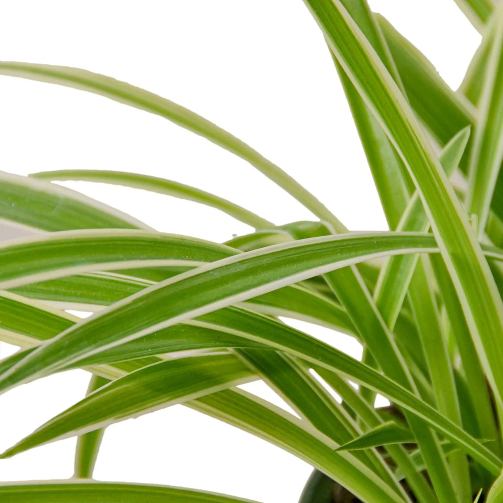 Close-up of Reverse Spider Plant showing cream-centered leaves with green edges arching outward