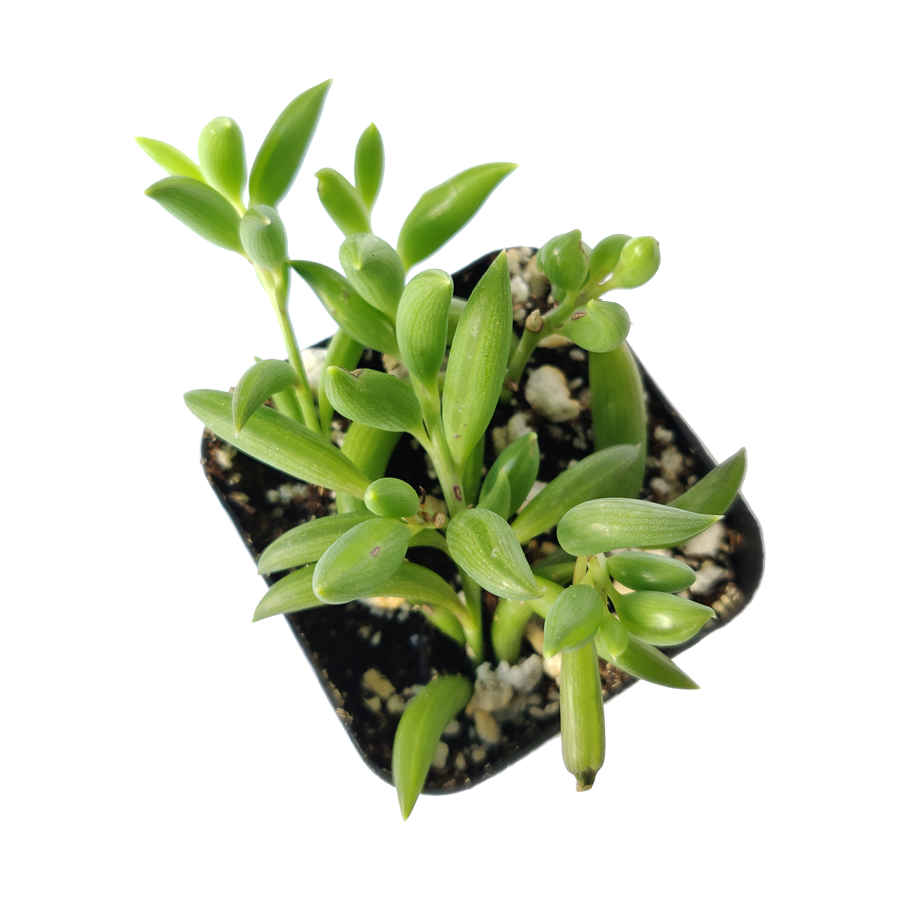 String of Bananas