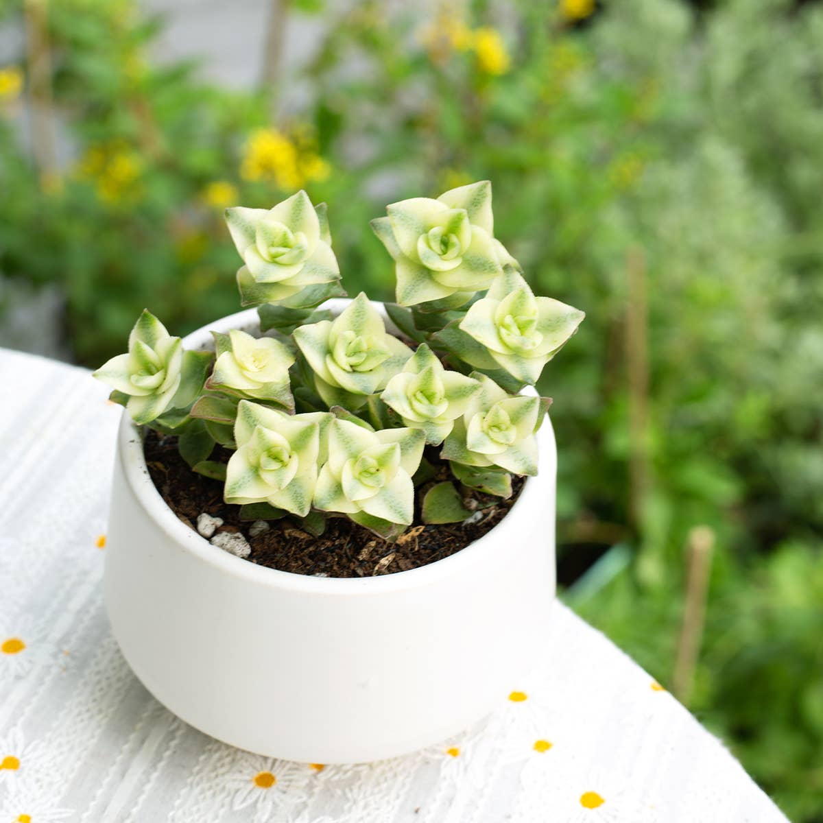 Variegated String of Buttons