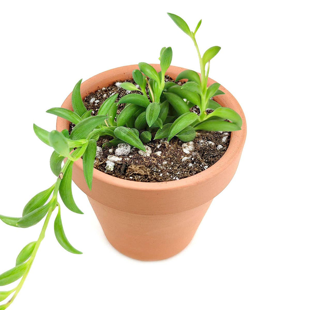 String of Bananas