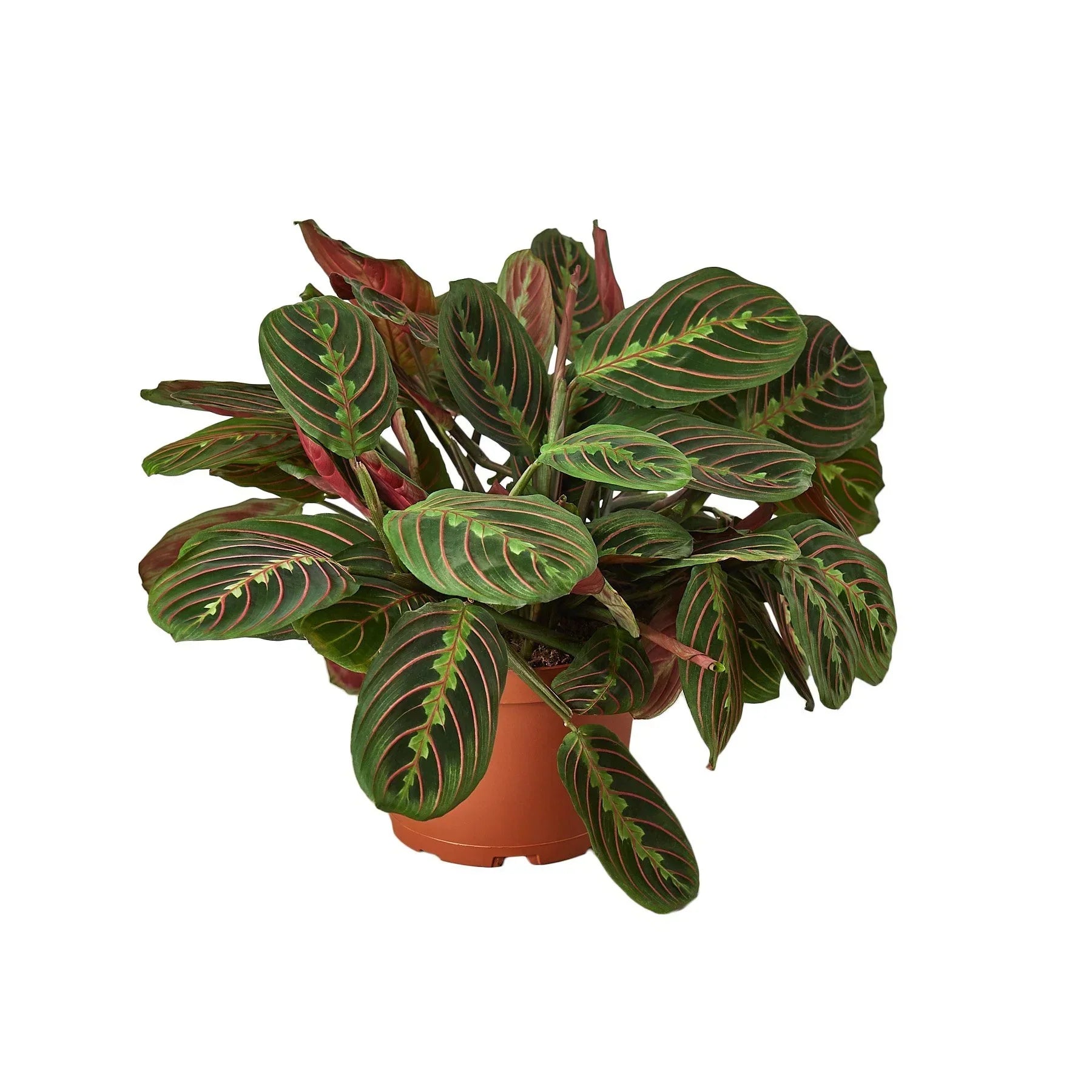 A potted Calathea Ockeliana plant with variegated green, yellow, and reddish leaves, in a terracotta-colored plastic pot, isolated on a white background.