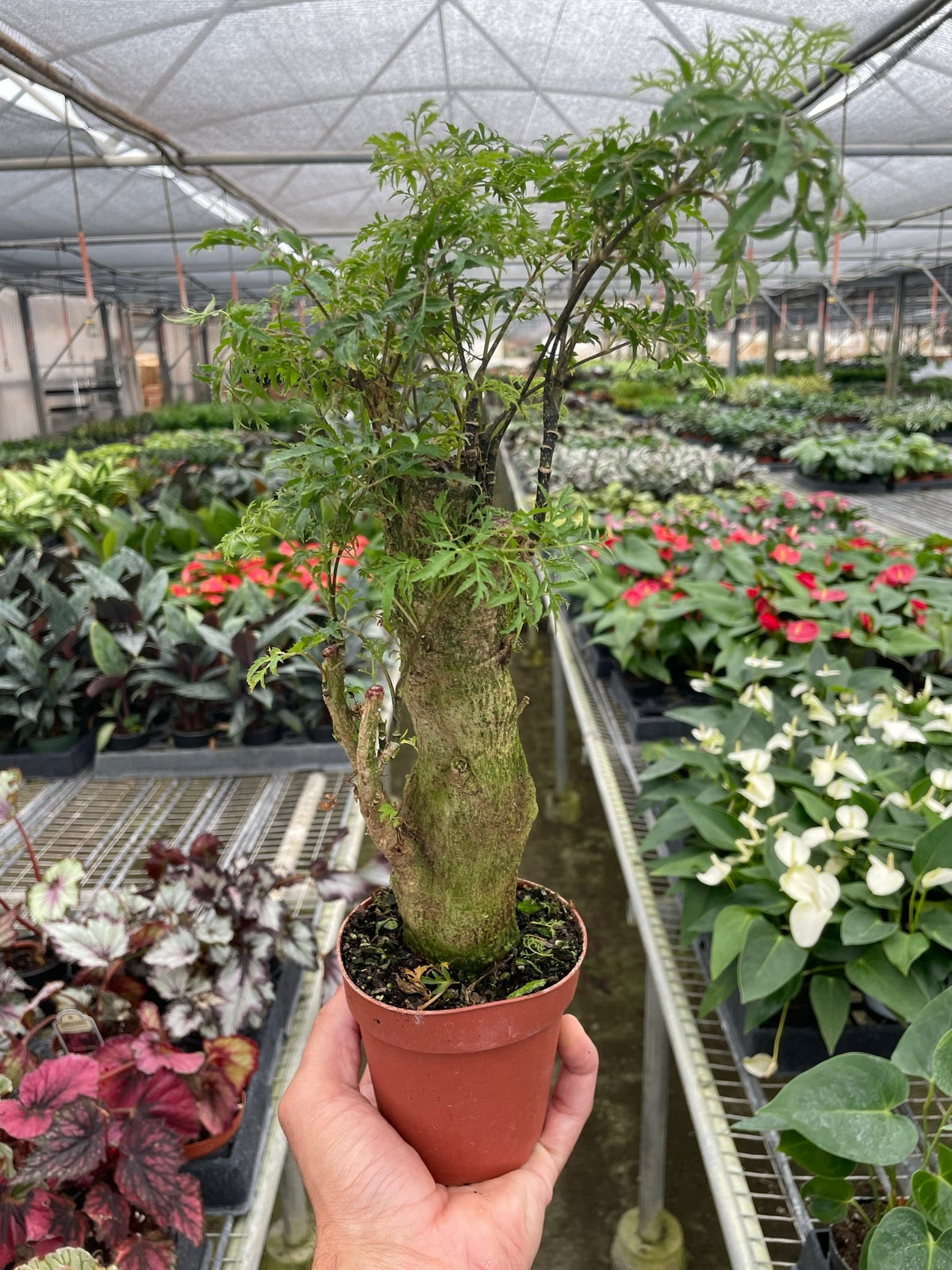 Aralia Ming Stump full plant view in nursery pot showing sculptural branching form and fine textured foliage