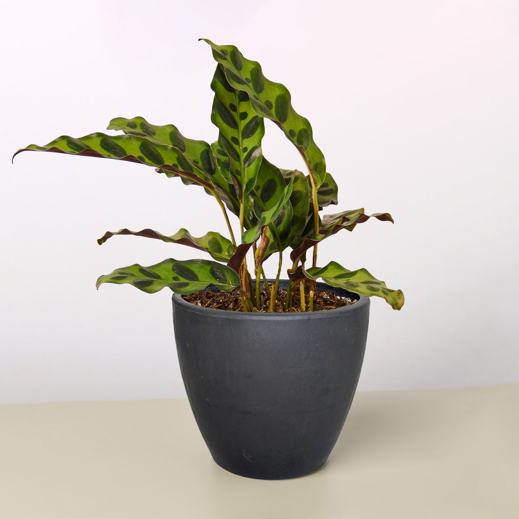 Calathea Lancifolia Rattlesnake in a matte navy blue egg-shaped decorative pot on a neutral surface showing wavy spotted foliage with dark purple undersides

