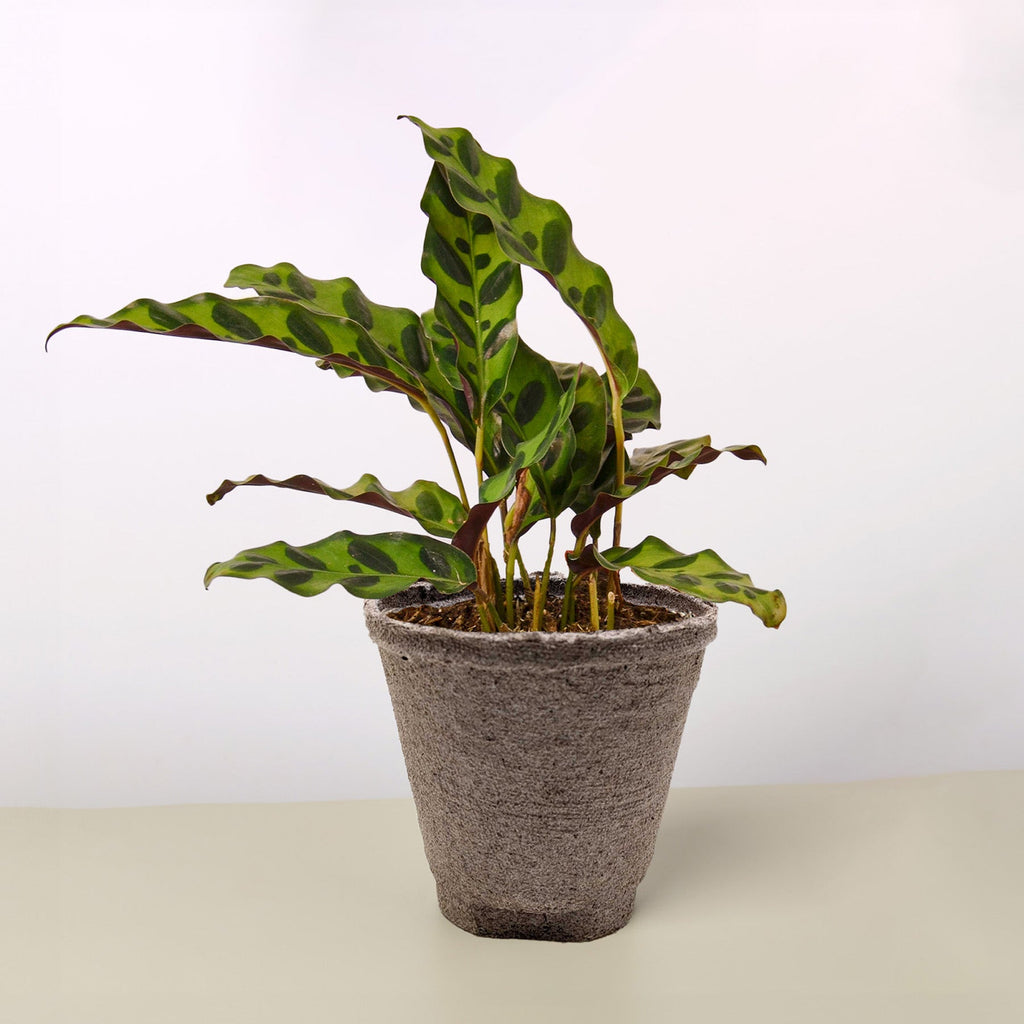 Calathea Lancifolia Rattlesnake in a textured stone-finish decorative planter on a neutral surface showing full arching wavy patterned foliage