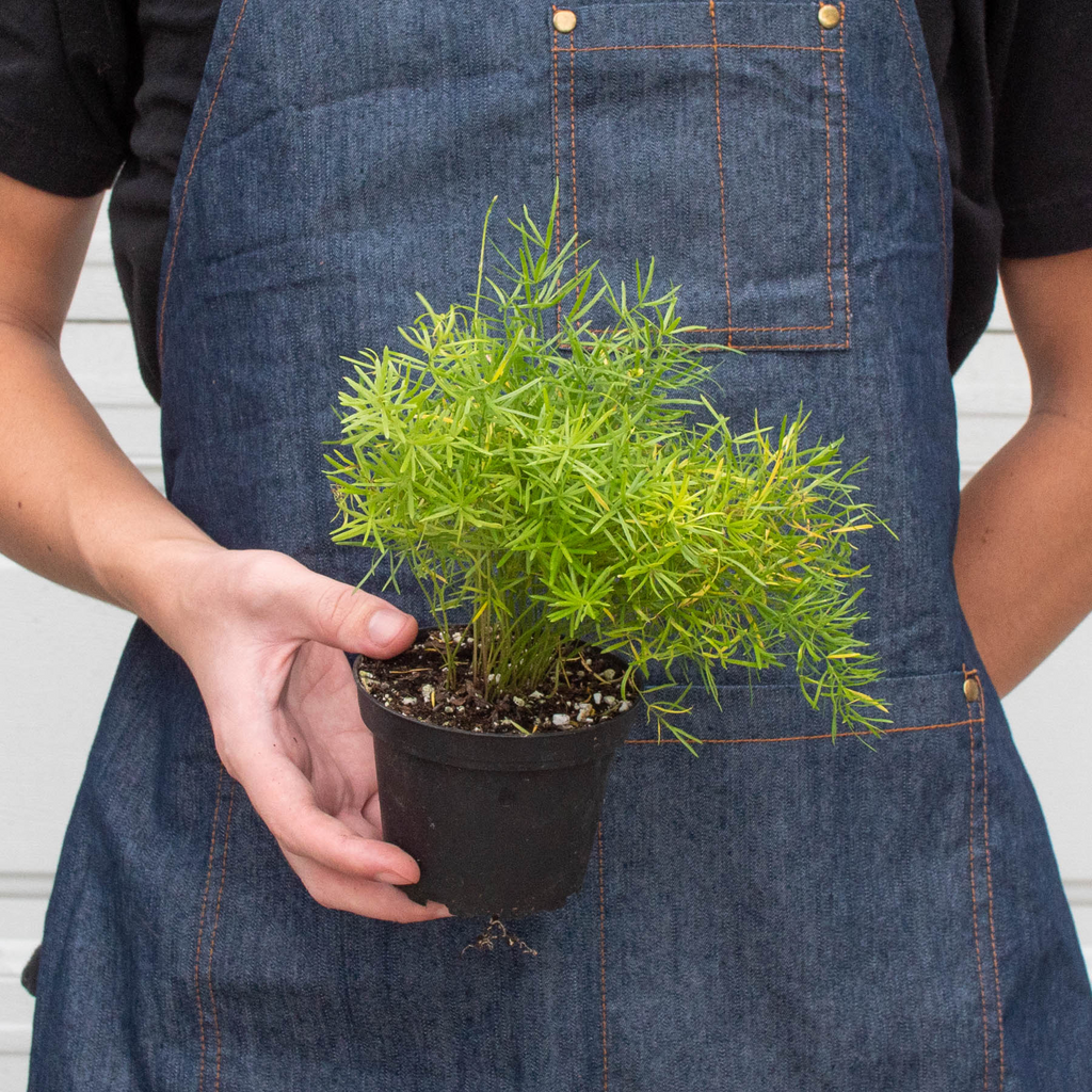 Asparagus fern Sprengeri trailing stems with soft needle-like texture on denim background