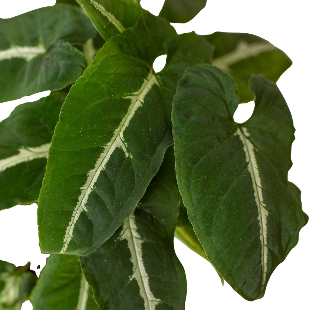 Close-up of Syngonium wendlandii Black Velvet leaves showing deep dark green velvety texture with prominent white central vein stripe
