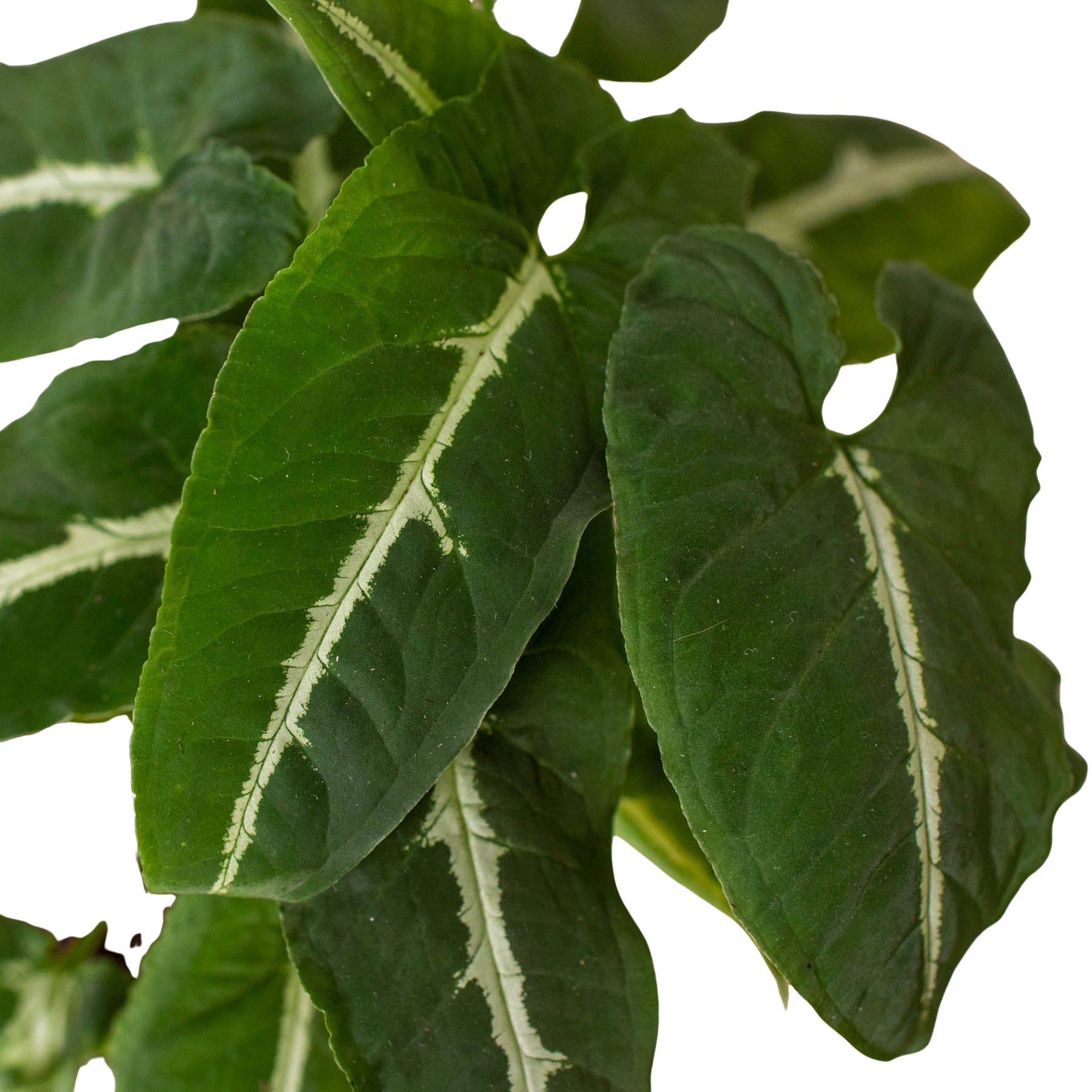 Close-up of Syngonium wendlandii Black Velvet leaves showing deep dark green velvety texture with prominent white central vein stripe