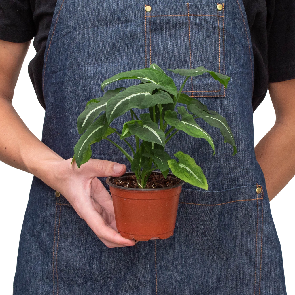 Horticulturist in denim apron holding a small Syngonium wendlandii Black Velvet in a terracotta nursery pot