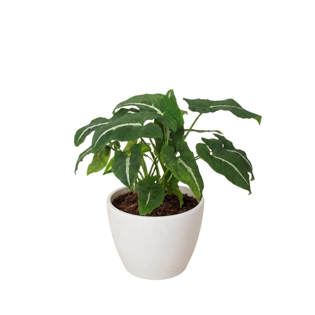 Syngonium wendlandii Black Velvet in a white decorative pot on a neutral surface showing dark spreading arrowhead foliage