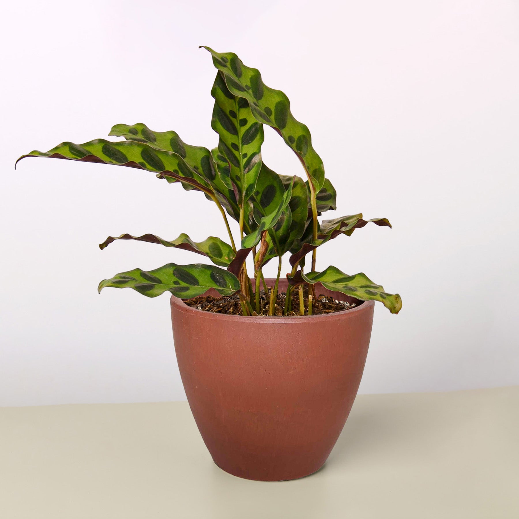  Maranta Red Prayer plant in a terracotta  pot on white background showing lush spreading patterned foliage