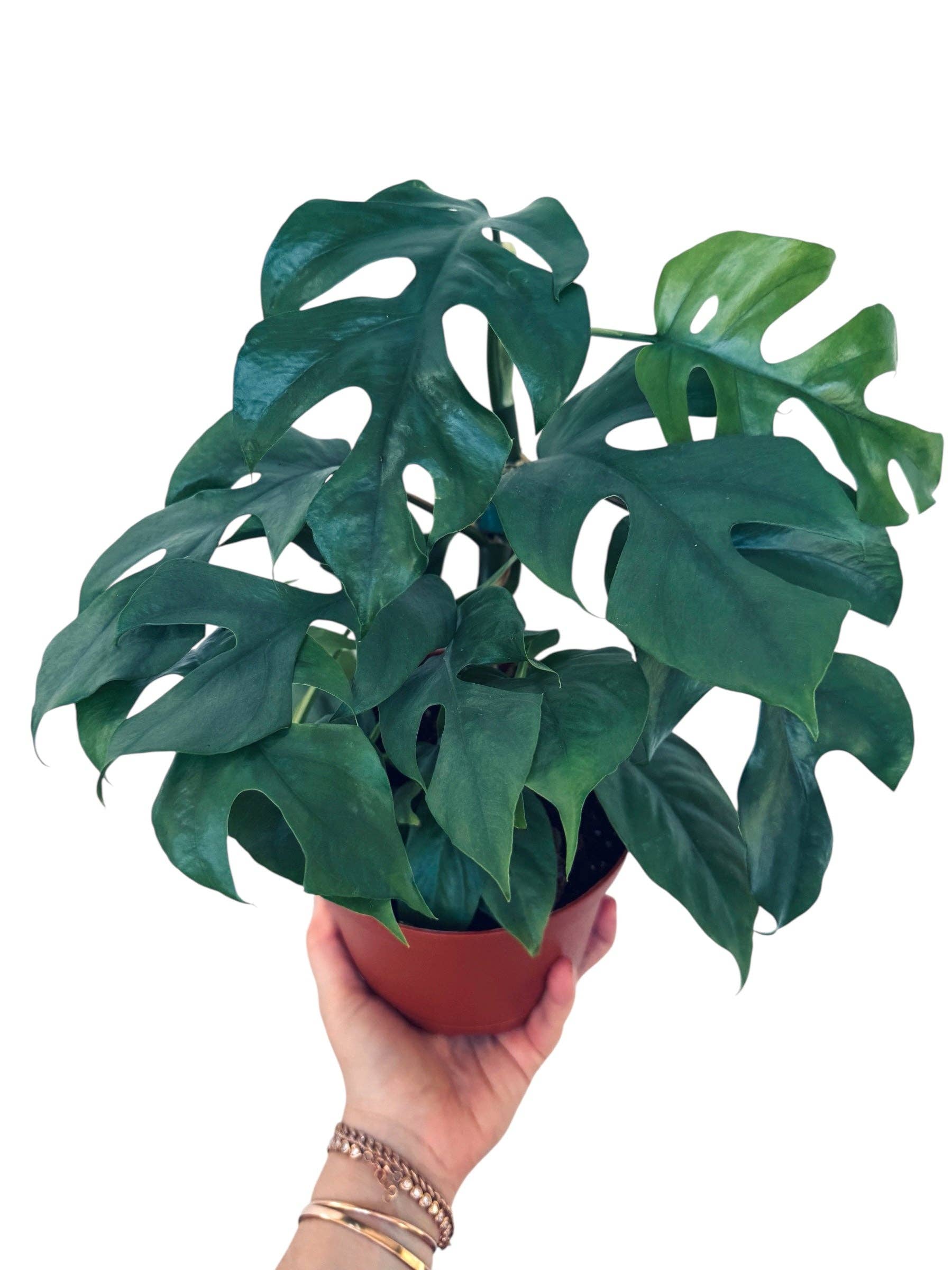 Blue Steel Monstera