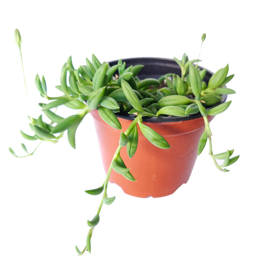 String of Bananas