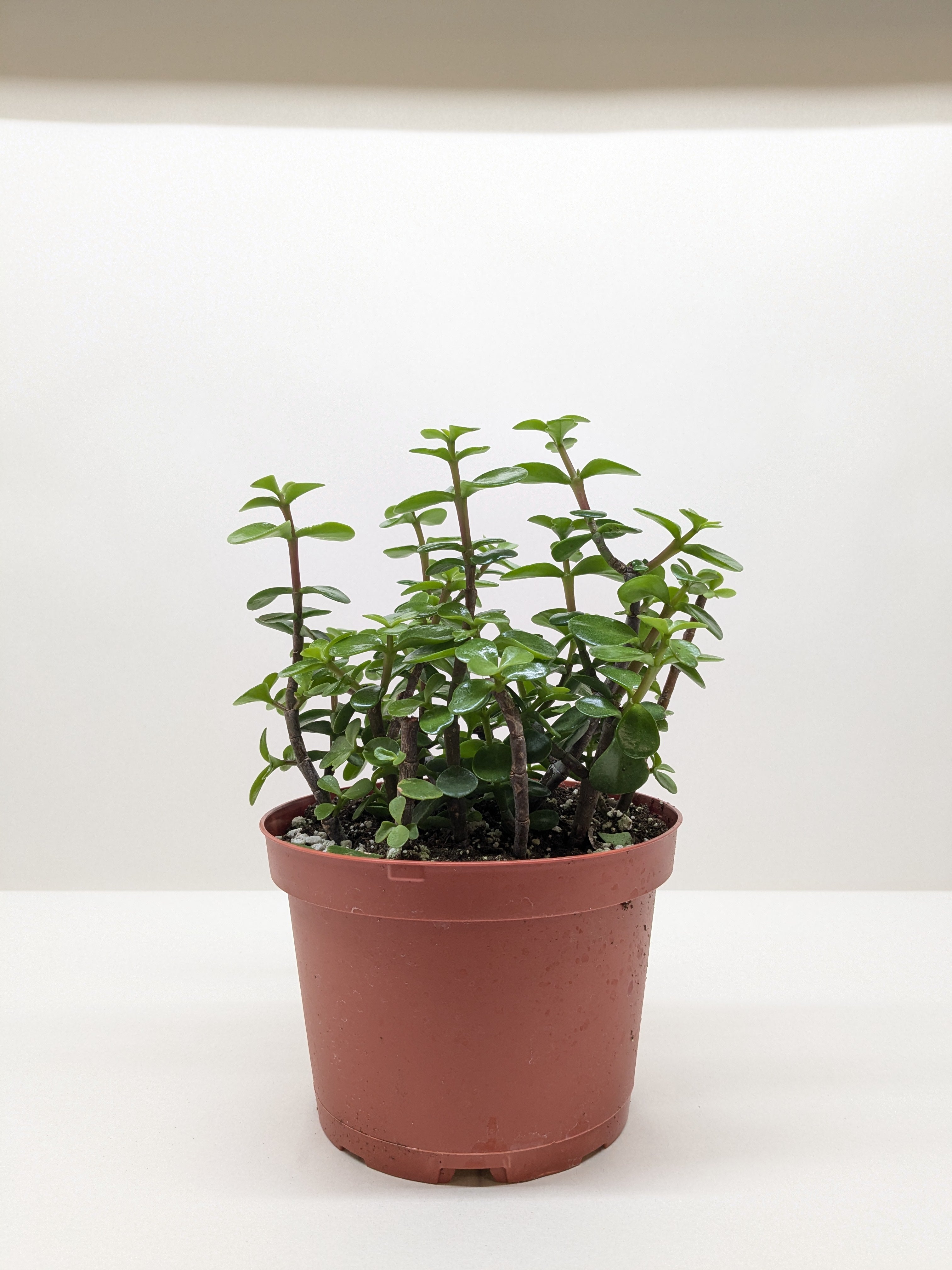 Elephant Bush succulent in nursery pot showing trailing growth habit with reddish stems