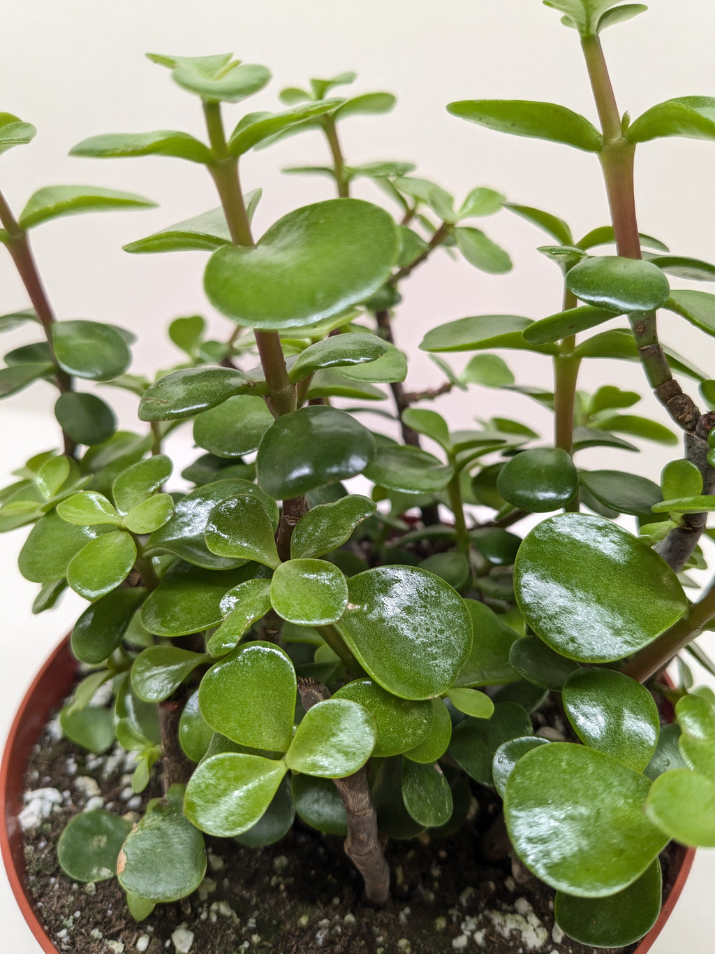 Succulent Elephant Bush Portulacaria afra full plant view showing bushy trailing form