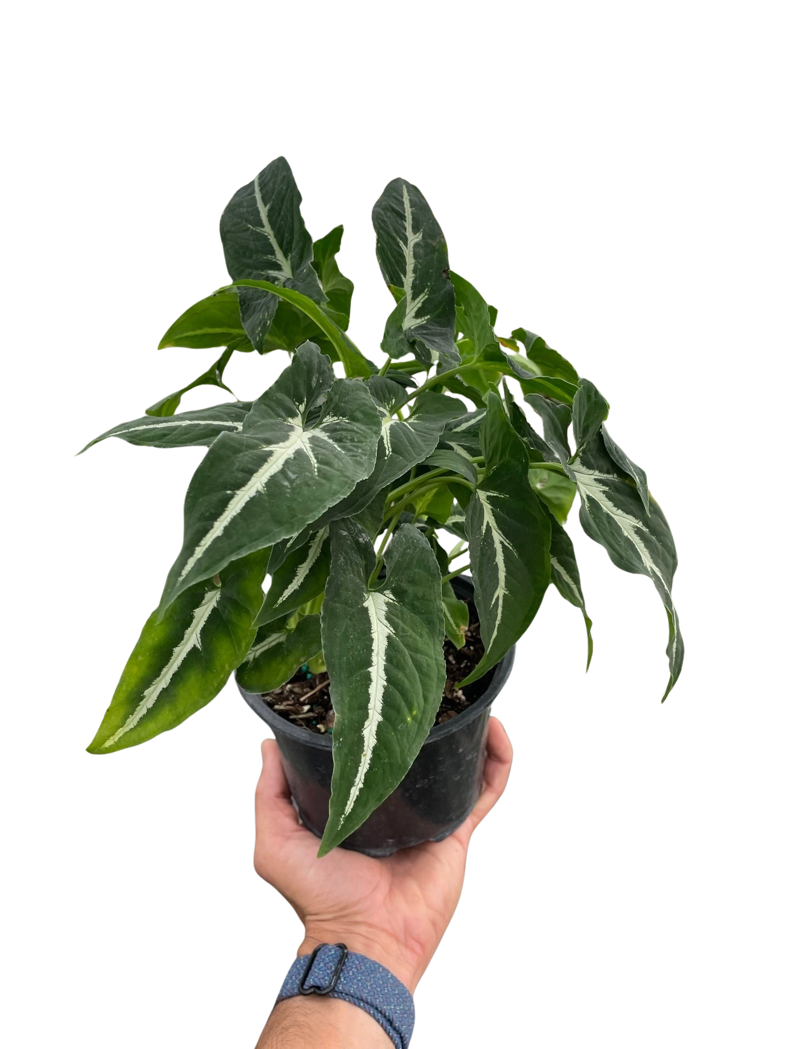 Hand holding a large Syngonium wendlandii Black Velvet in a black nursery pot showing lush dark arrowhead leaves with white veining on white background