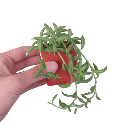 String of Bananas