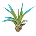 Tillandsia capitata Blue Raspberry