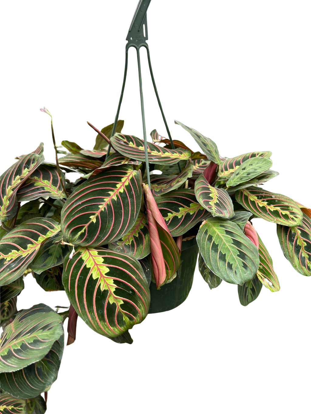 Maranta Red Prayer plant in a green hanging basket showing lush cascading patterned foliage with pink-red veining

