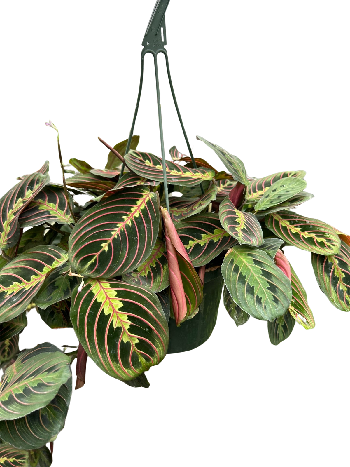 Maranta Red Prayer plant in a green hanging basket showing lush cascading patterned foliage with pink-red veining

