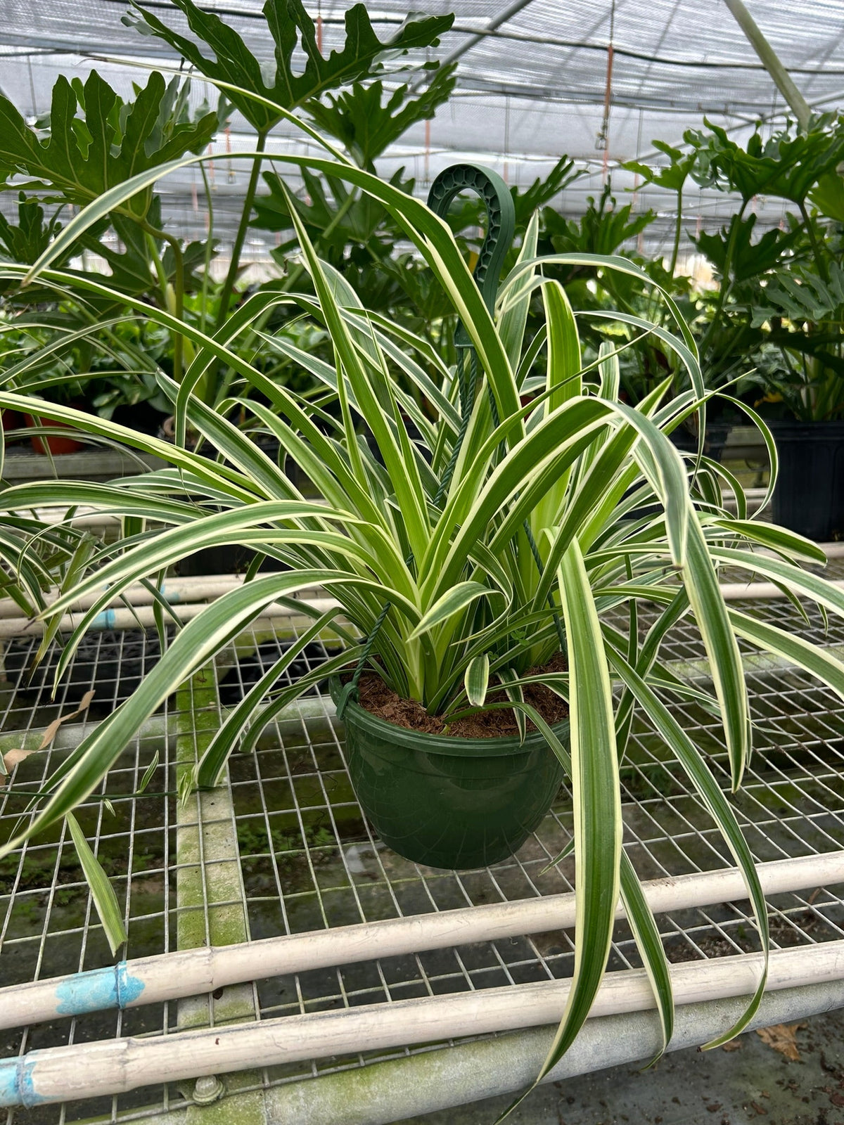 Reverse Spider Plant hanging display showing cascading foliage and baby plantlets on long stems
