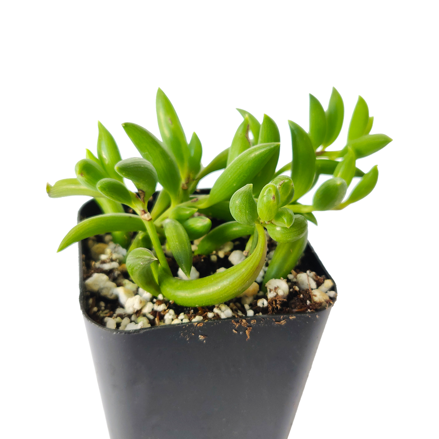 String of Bananas