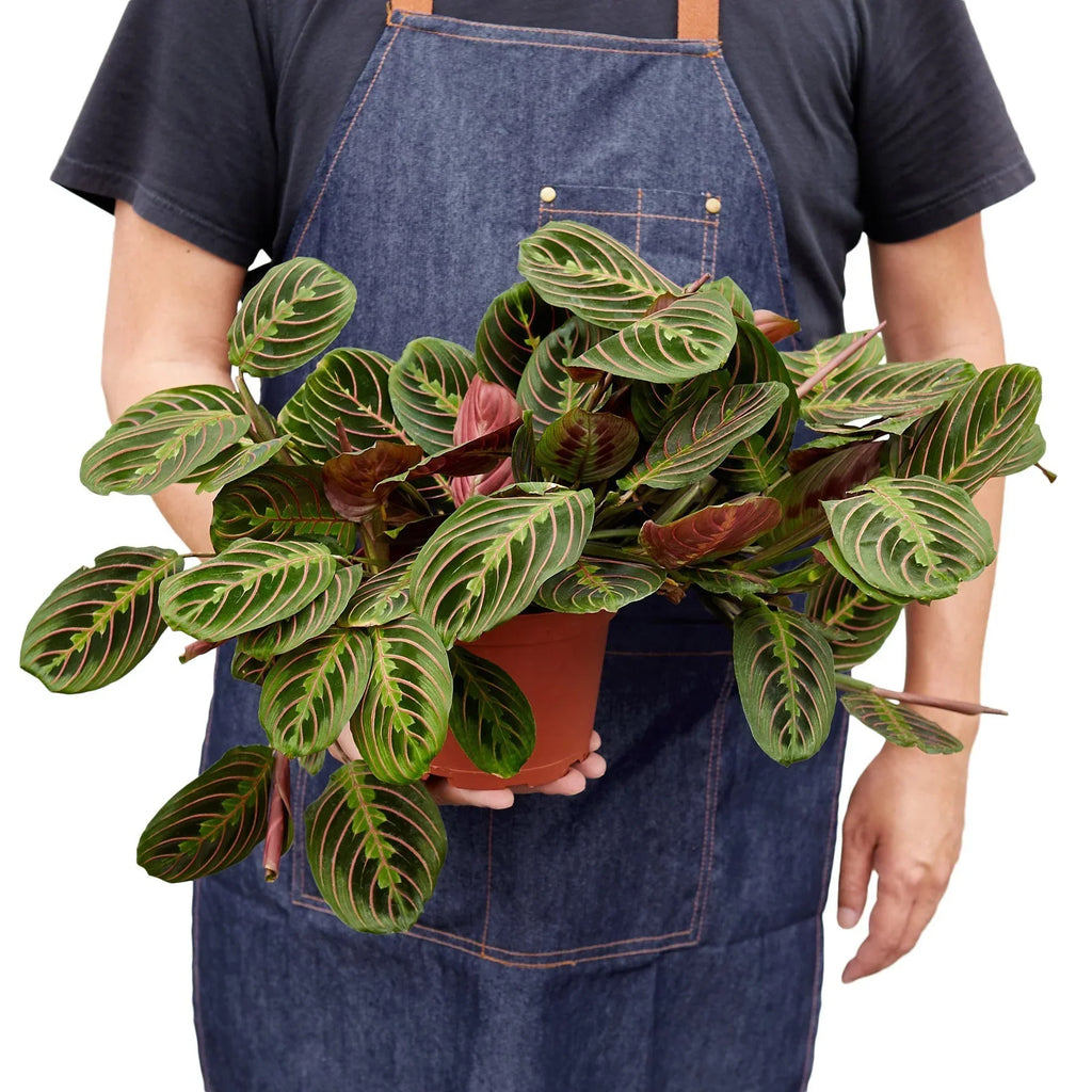 Horticulturist in denim apron holding a large Maranta Red Prayer plant in a terracotta pot showing full spreading foliage