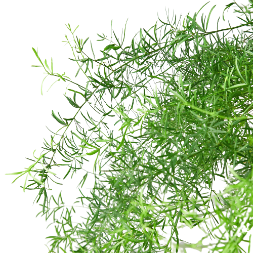 Fern Sprengeri side view showing full cascading growth habit from nursery pot
