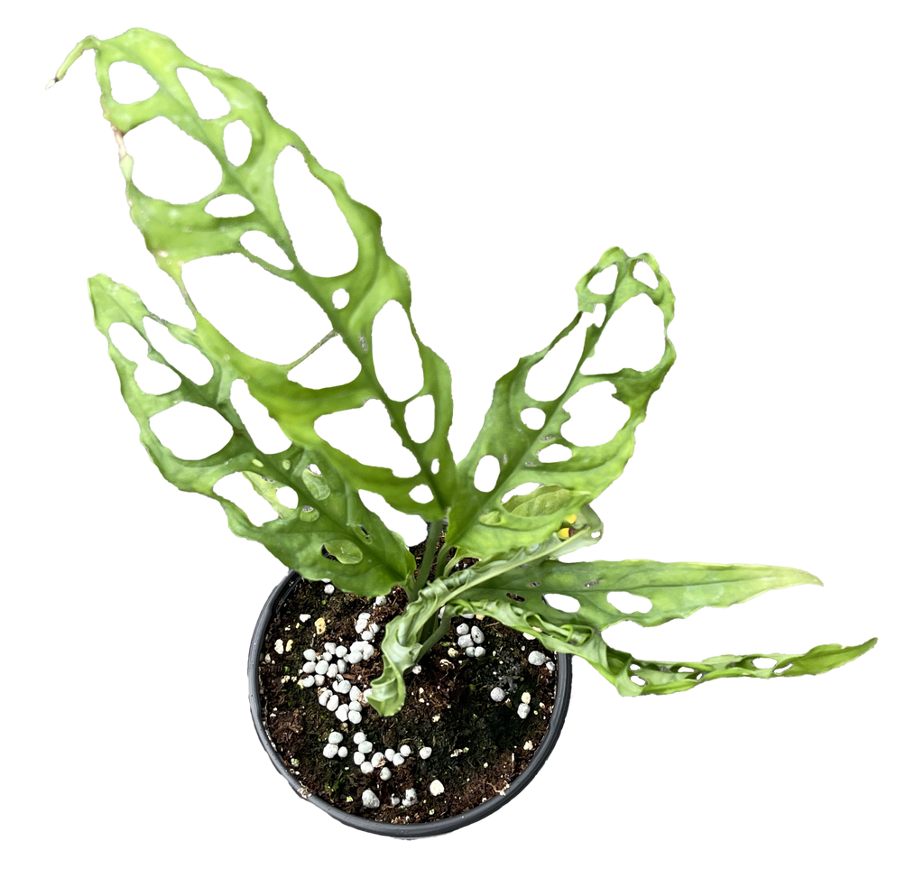 Monstera Obliqua Peru