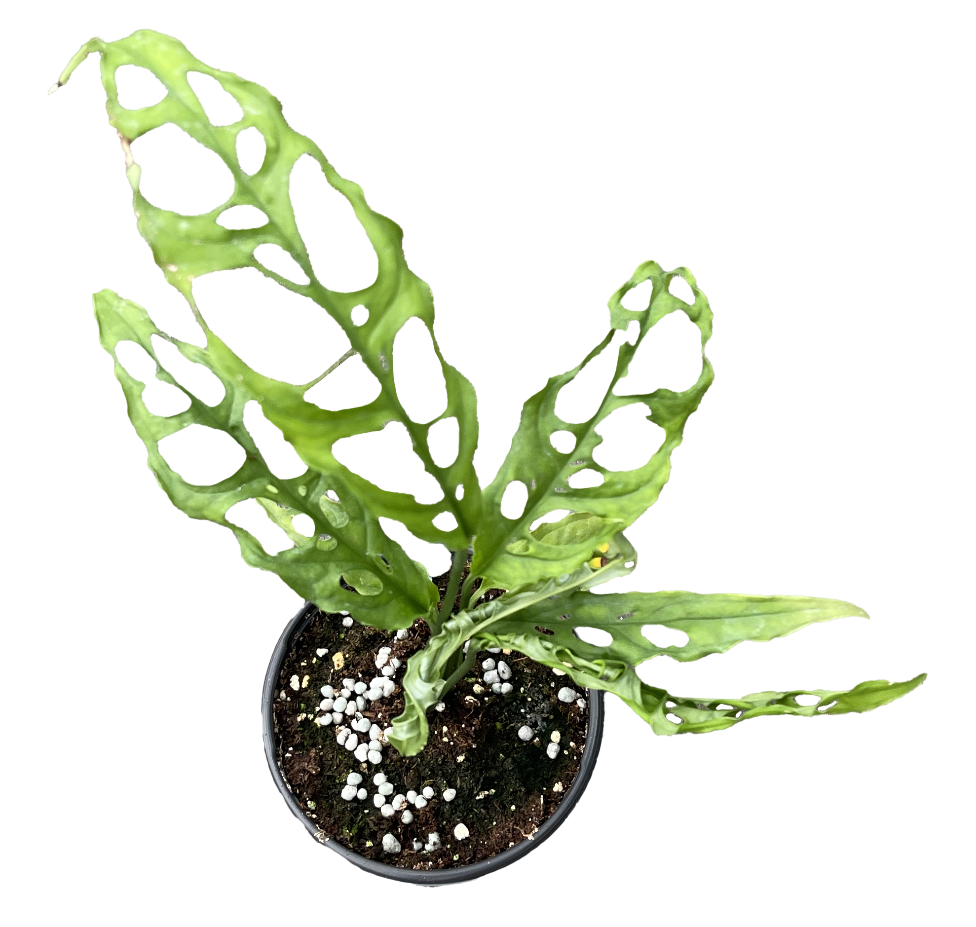 Monstera Obliqua Peru