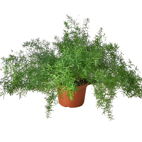 Fern Sprengeri with lush cascading feathery bright green needle-like foliage spreading wide from a terracotta nursery pot on a white background