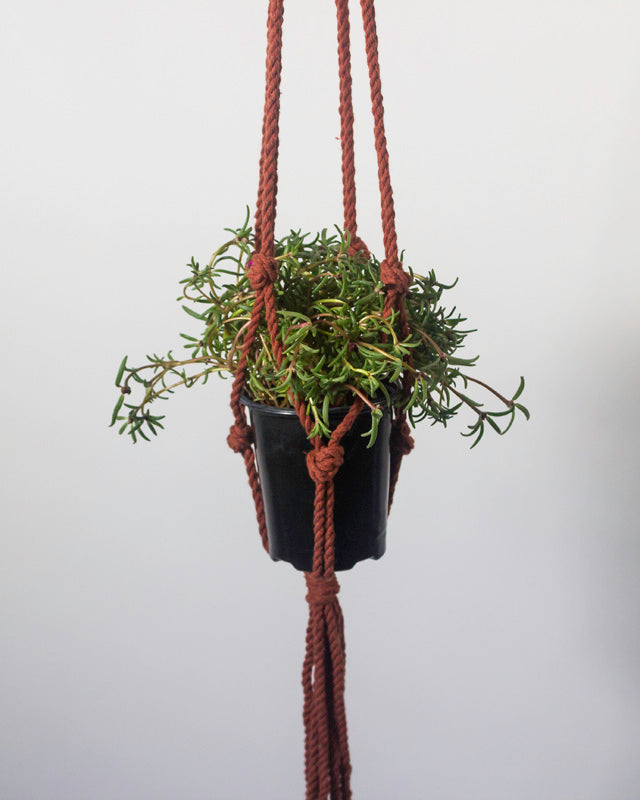 Tile Red Macrame Plant Holder; Boho Hanging Planter for Indoor Plants