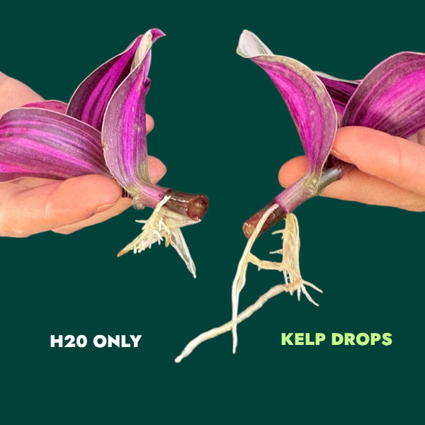 Ocean Made Kelp Drops | Plant Growth Concentrate