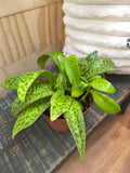 Variegated Resnova Humifusa